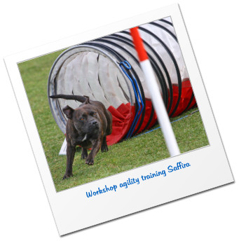 Workshop agility training Saffira