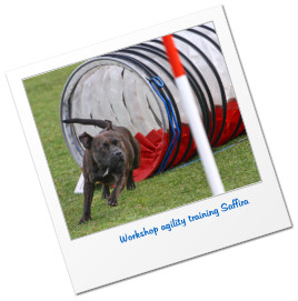Workshop agility training Saffira