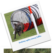 Workshop agility training Saffira